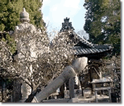 写真：北野天神社