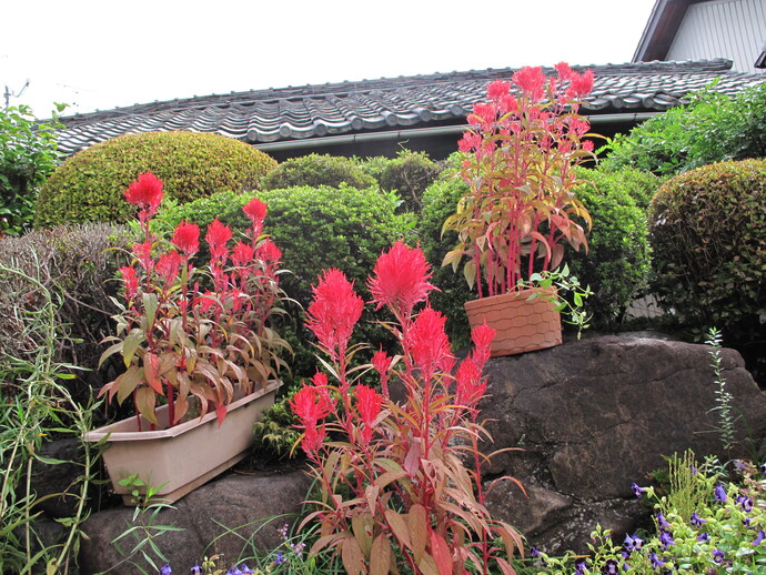 柴田　幸子（赤童子町）