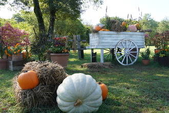 フラワーパーク花の写真1