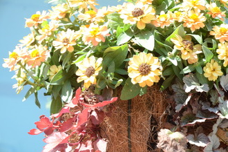 フラワーパーク花の写真2