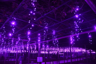 秋の藤まつりの様子