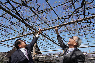 開花を確認する澤田市長と杉浦江南市観光協会長の写真