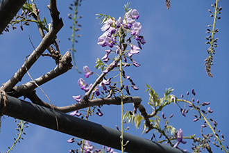 一房に10輪以上開花している九尺藤の写真